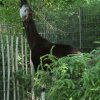berlinzoo8
